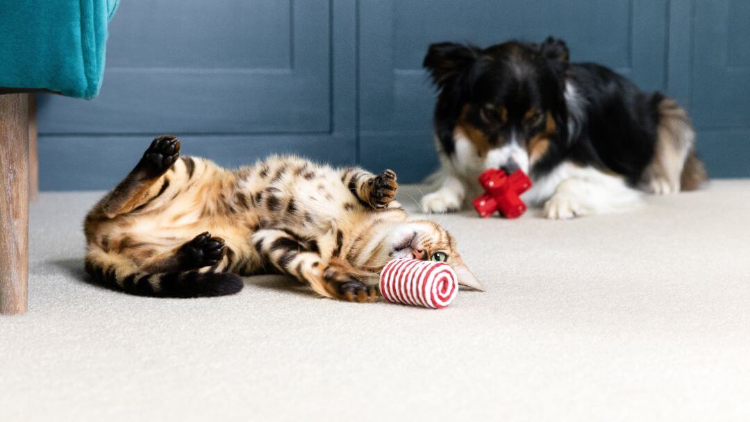 Katė ir šunys, gulintys ant grindų, žaidžia su žaislais.