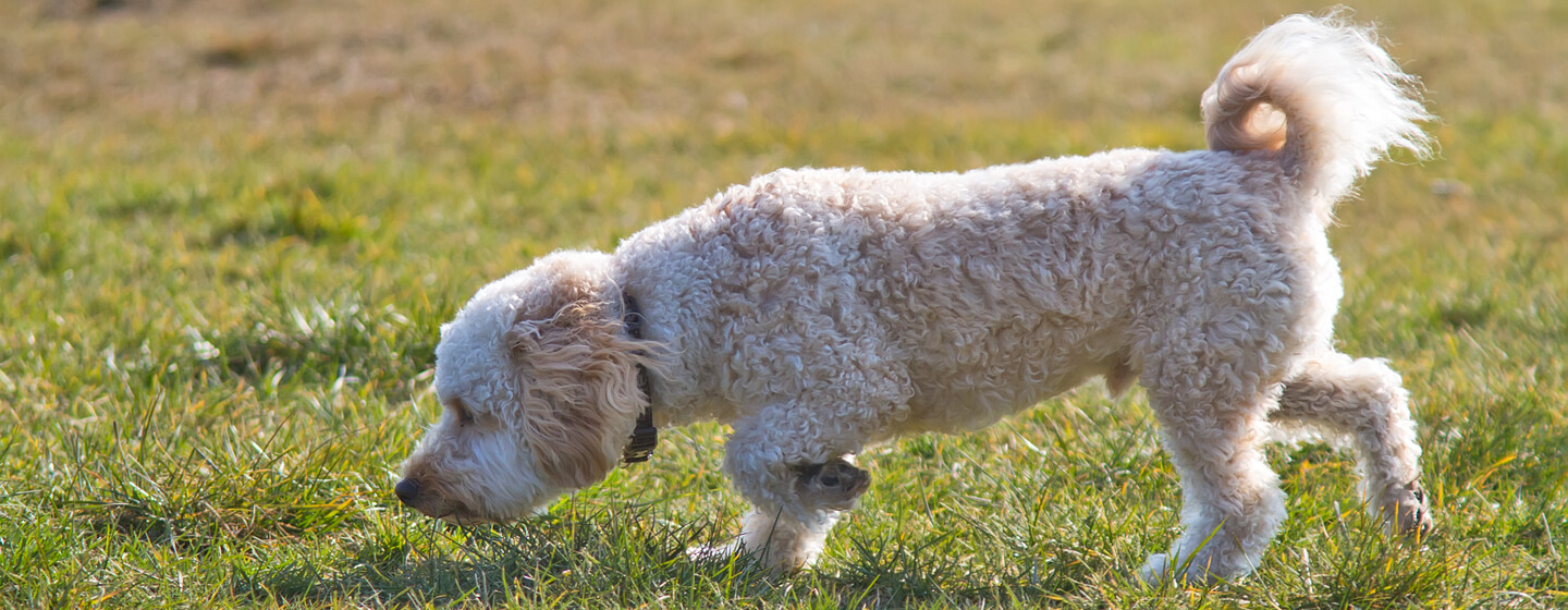 Auksaplaukis šuo uostydamas žolę