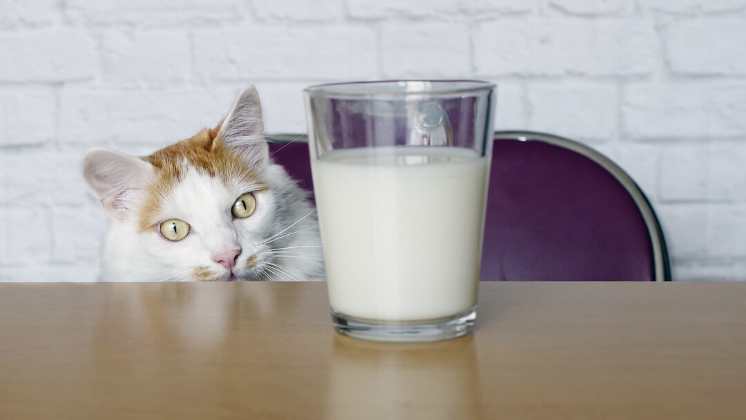 katė žiūri į pieną