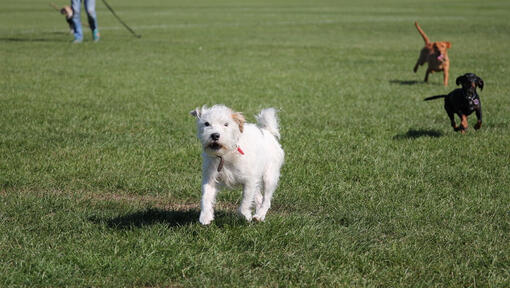 Baltas šuo lakstydamas parke bėgioja su kitais šunimis