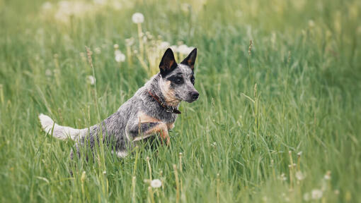 Australijos galvijų šuo bėgioja lauke