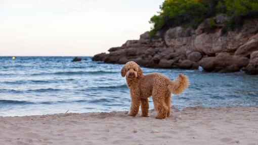 Šuo stovi ant jūros kranto