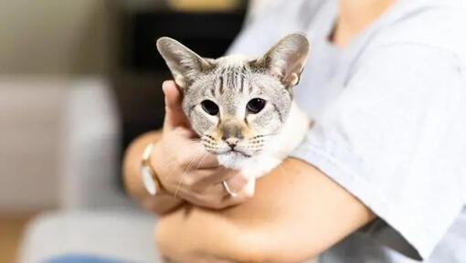Šviesaus kailio katė tamsiomis akimis, laikoma savininko rankose.