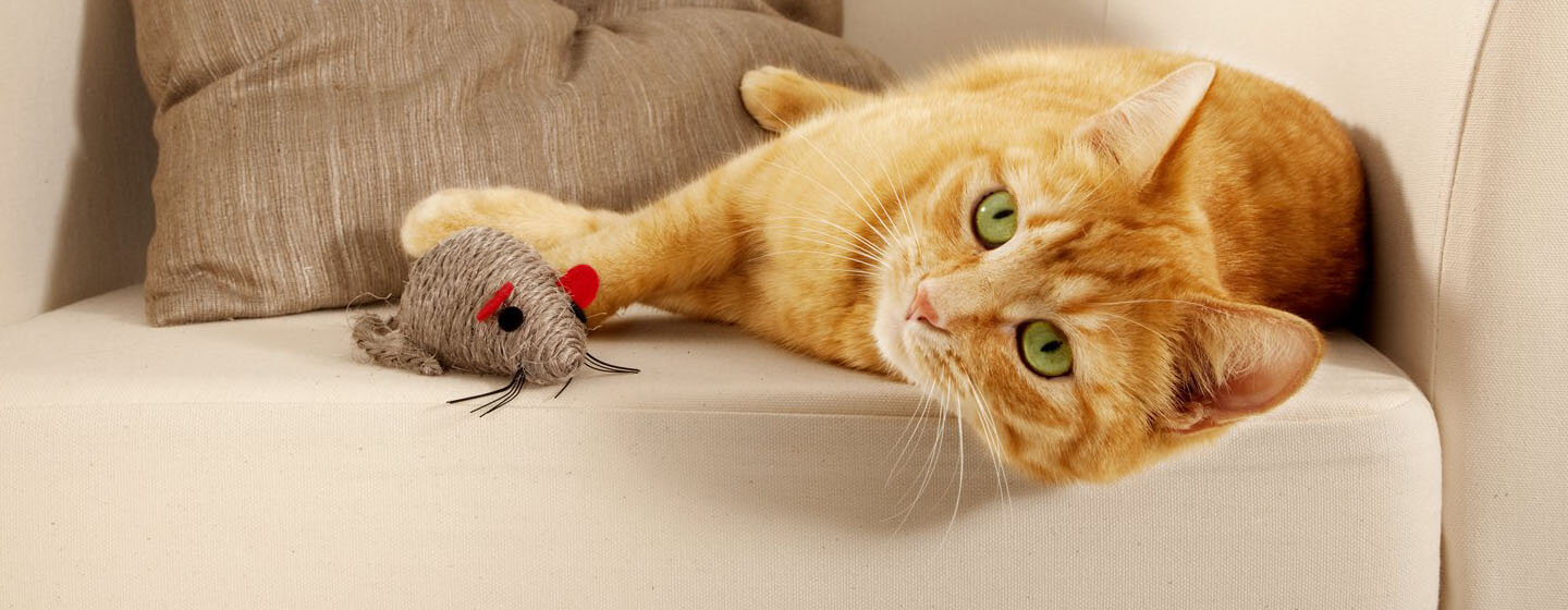 imbierinė katė guli šalia pelės žaislo