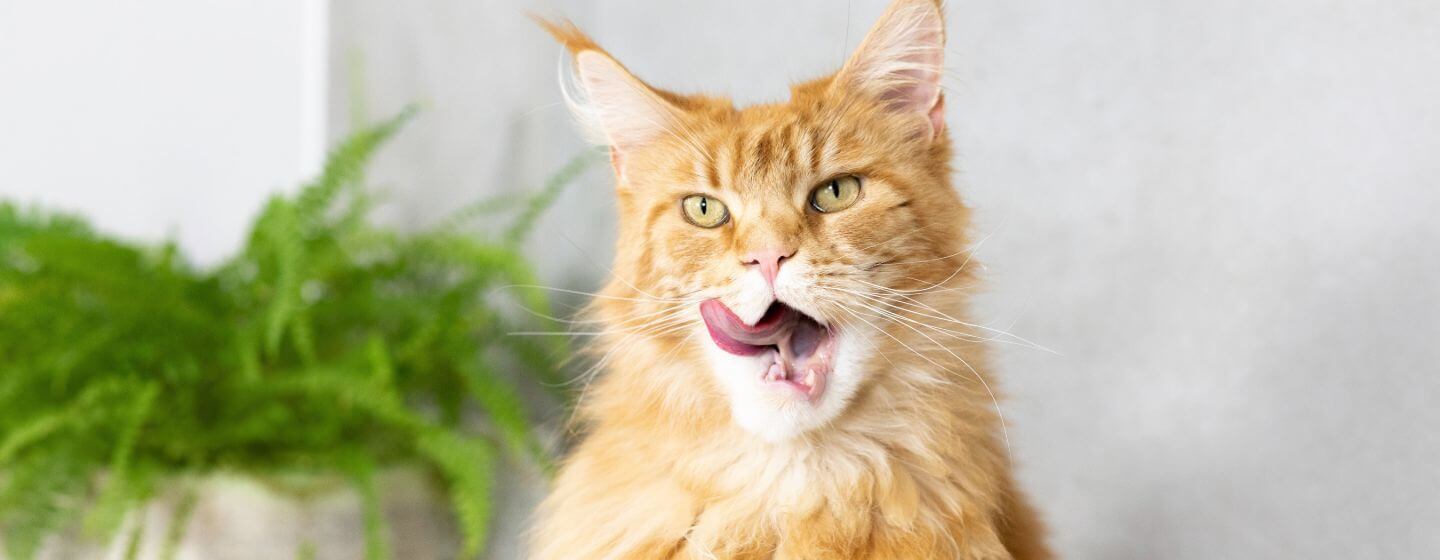 Imbierinė katė plačiai atvira burna laižo nosį.