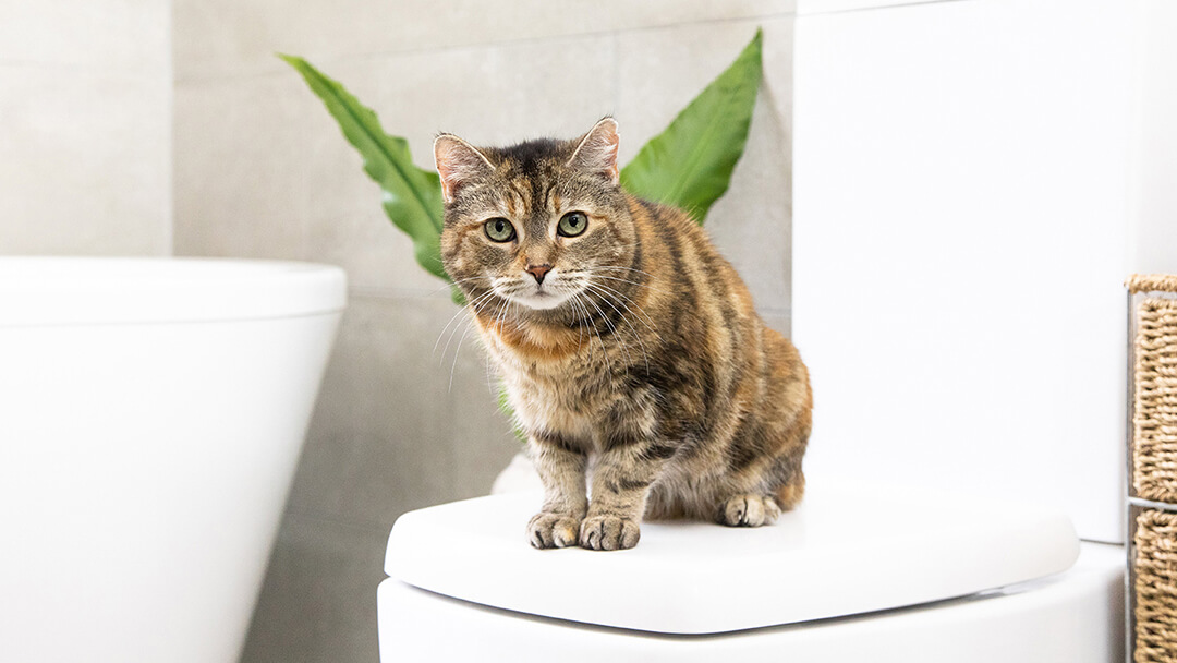 Katė sėdi vonioje