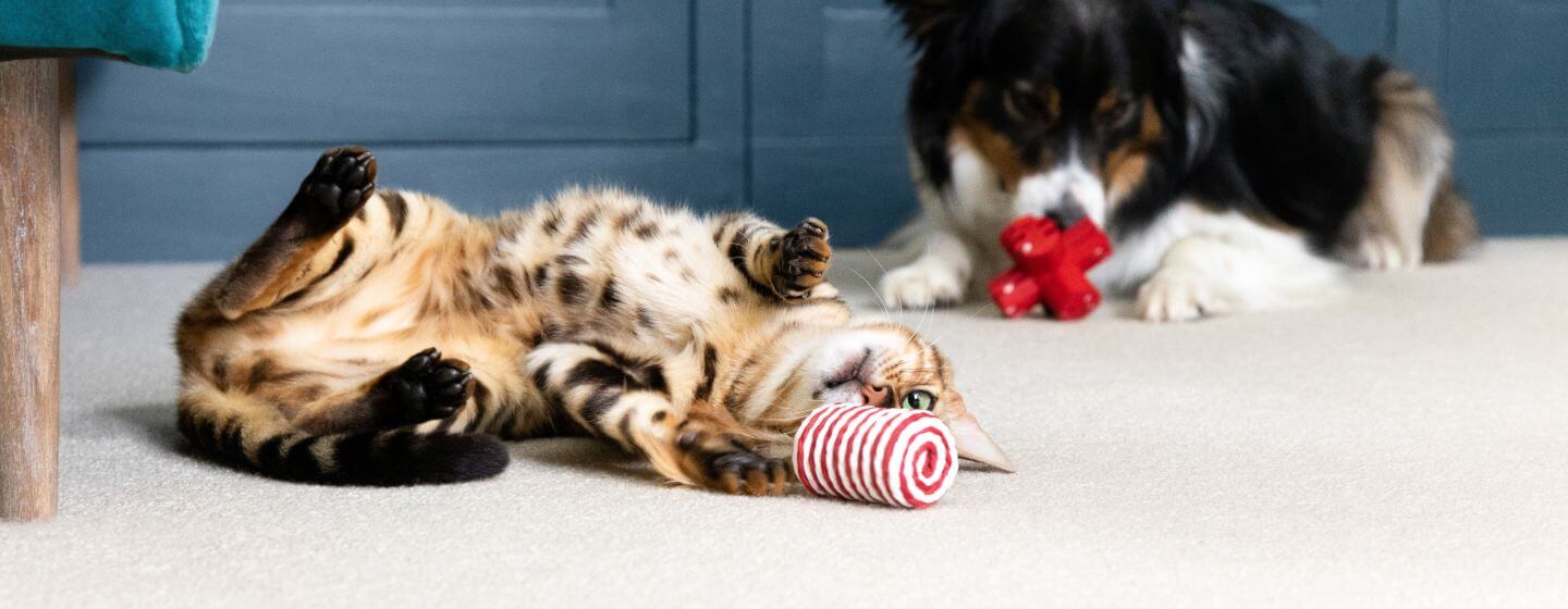 Katė ir šunys, gulintys ant grindų, žaidžia su žaislais.