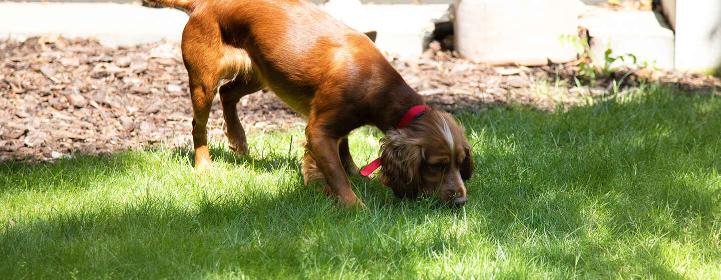 Rudas šuo uostydamas žolę sode