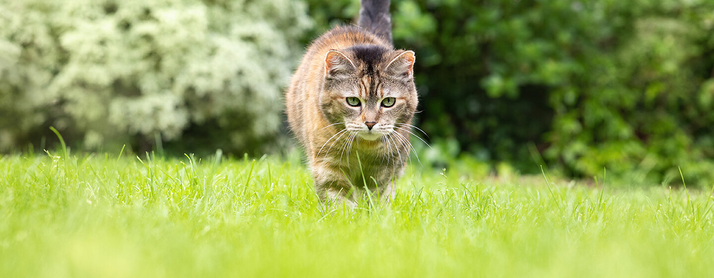 Katė vaikšto per žolę