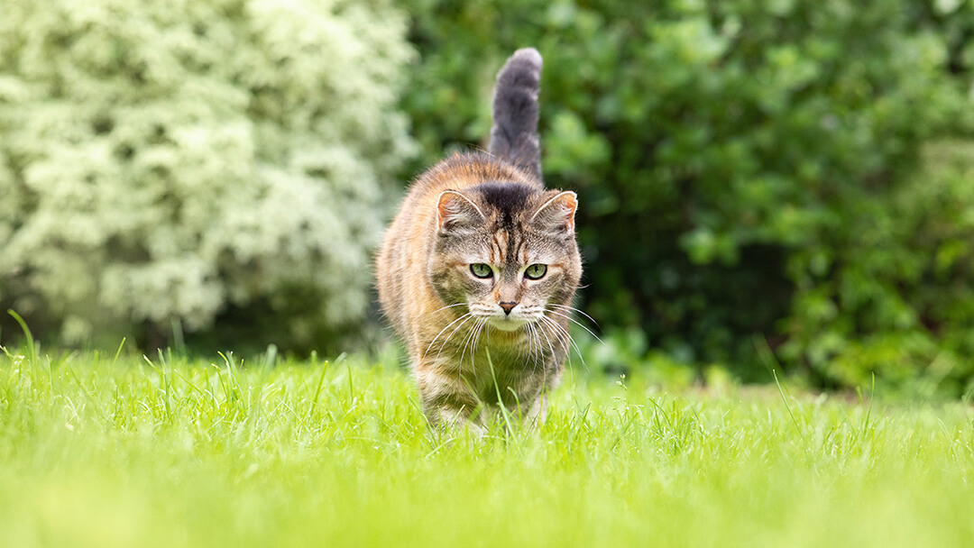 Katė vaikšto per žolę