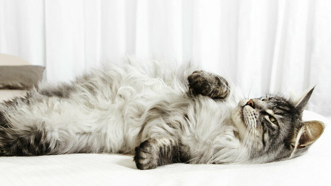 Pilka katė, besisukanti ant lovos.