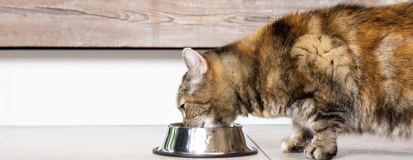 Tamsi lopinė katė geria vandenį iš plieno dubenėlio ant grindų.