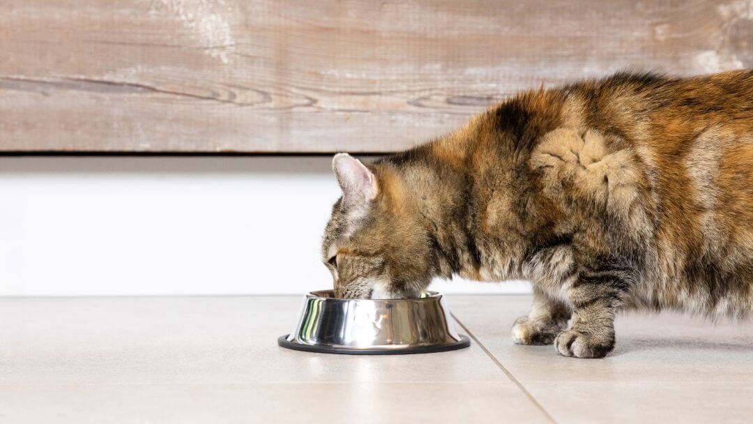 Tamsi lopinė katė geria vandenį iš plieno dubenėlio ant grindų.