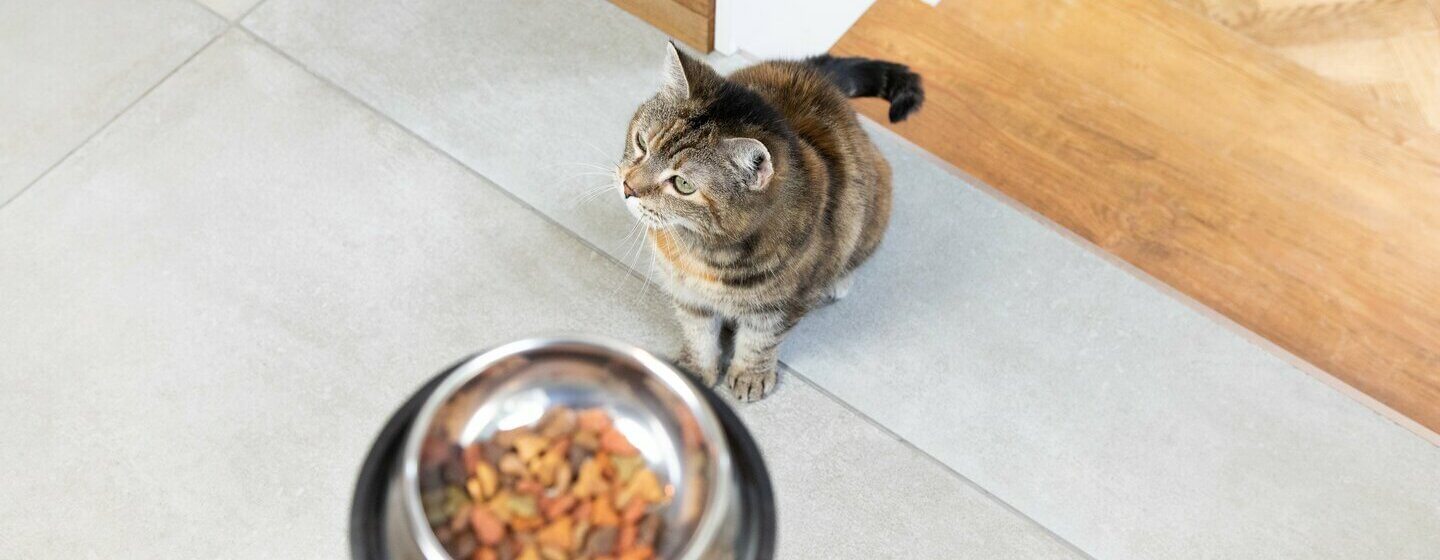 Kambarinė katė su maistu dubenyje