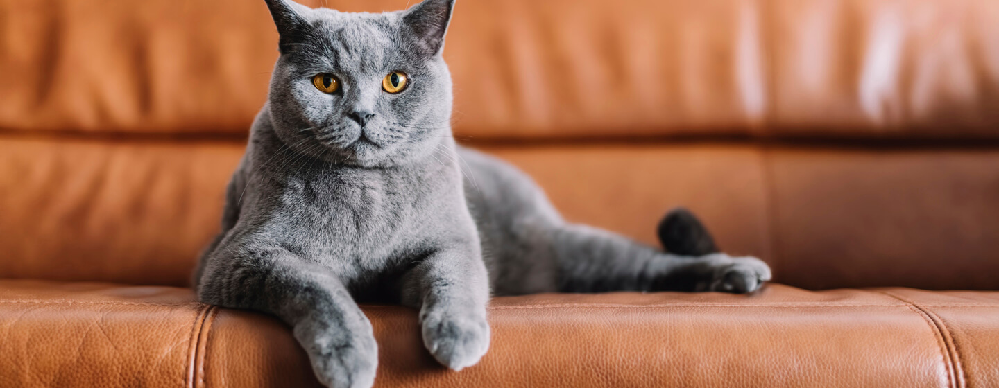 Pilka katė sėdi ant odinės sofos.