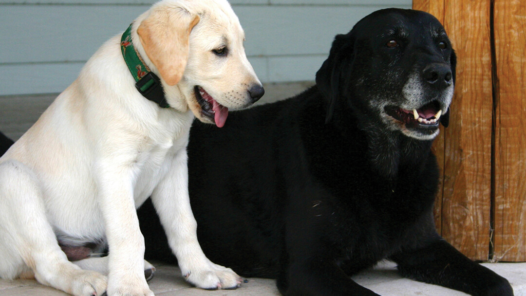 Jaunas šuniukas šalia vyresnio šuns