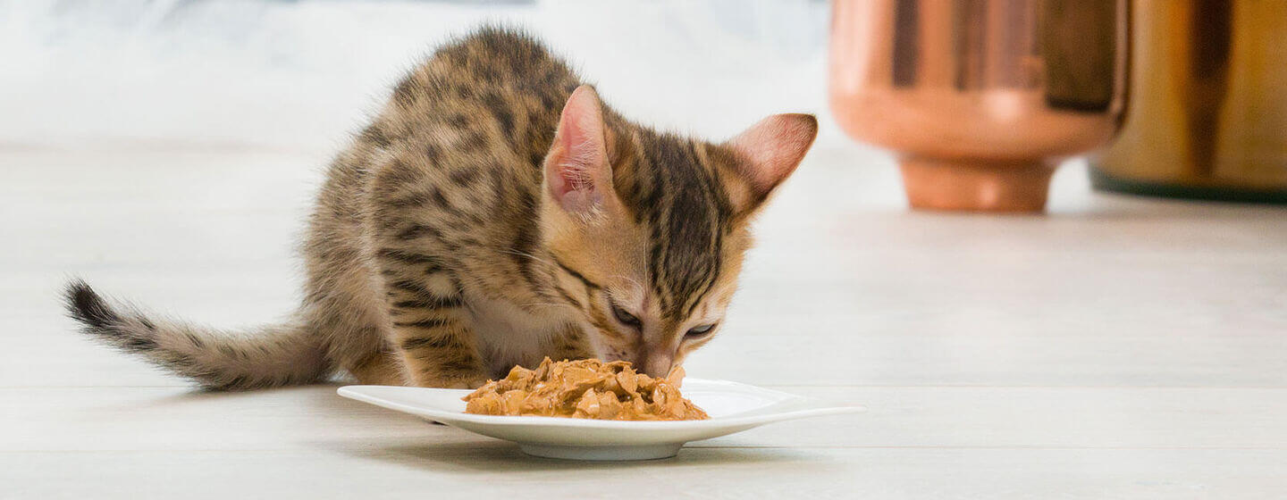 Rudas kačiukas valgo maistą iš lėkštės