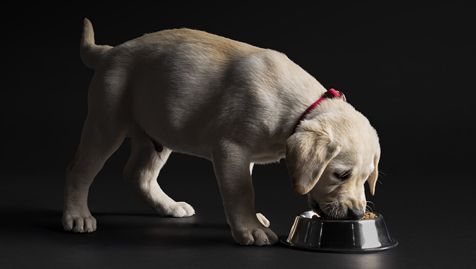 Labradoro šuniukas valgo iš dubens