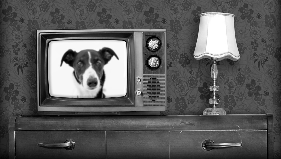 Juodai baltas senas televizorius su įjungtu šunimi