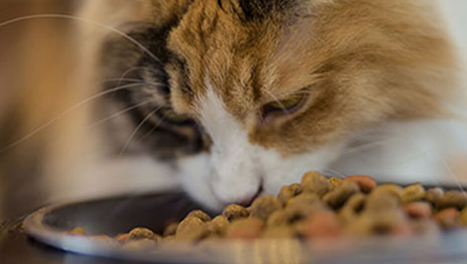 Vėžlio kiauto katė valgo dubenį su maistu