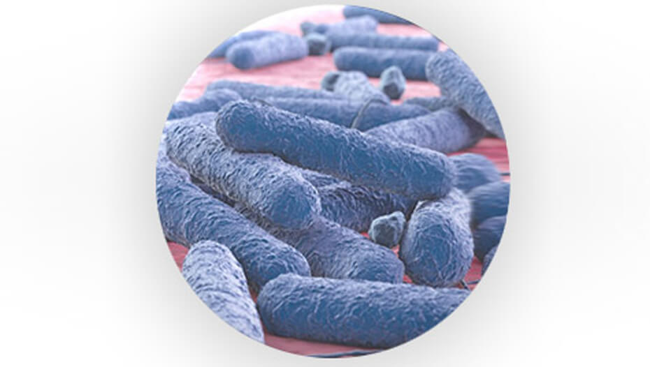 Prebiotinės bakterijos