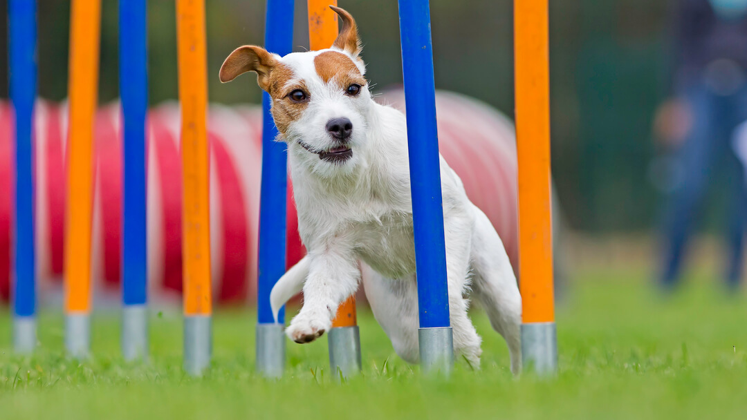 mažas šuo, bėgiojantis agility trasoje