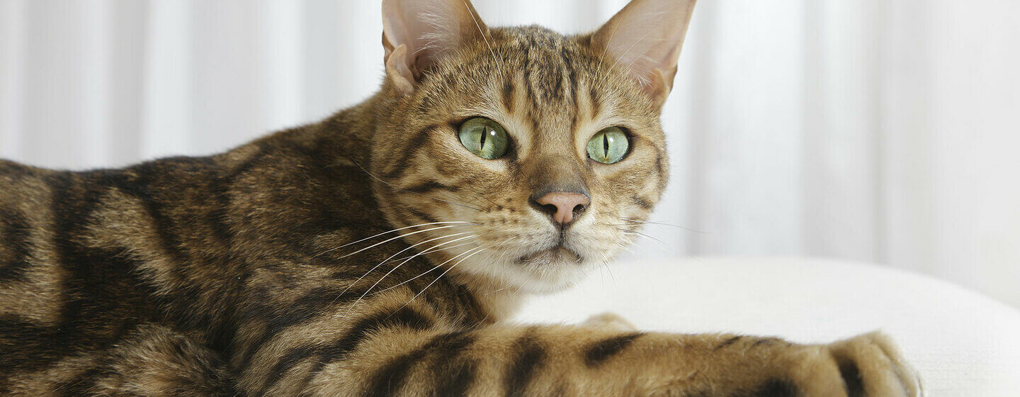Bengalijos katės žaliomis akimis iš arti