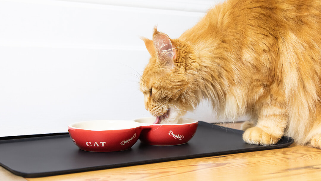Katė valgo iš raudono dubenėlio