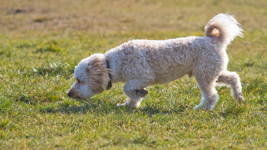 Auksaplaukis šuo uostydamas žolę