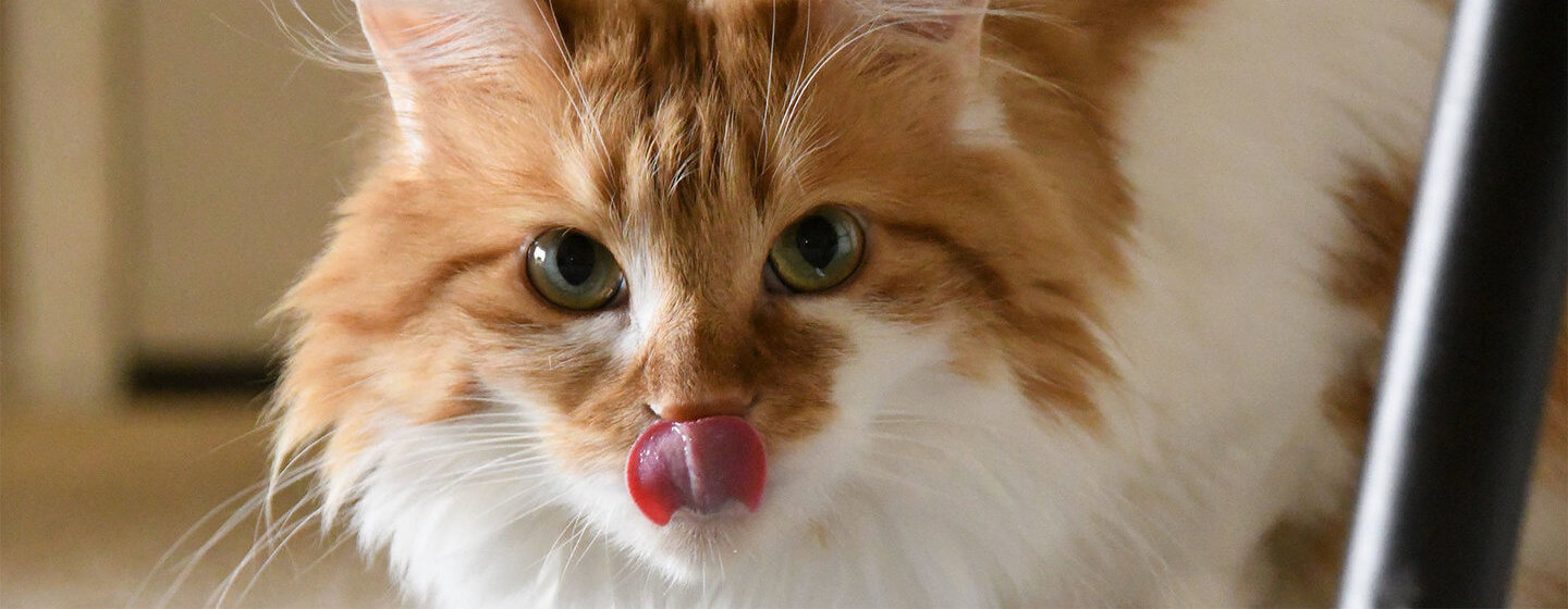 Imbierinė katė laižo nosį