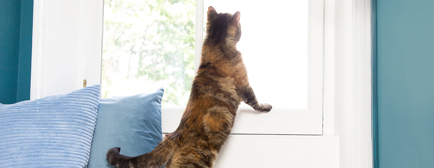 Pilka katė žiūri pro langą į kitą katę
