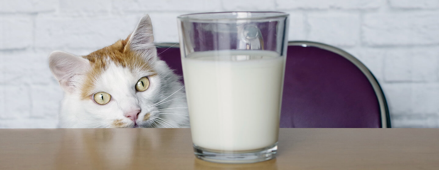 katė žiūri į pieną