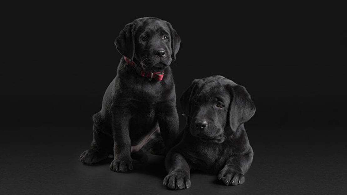 PPD puppy