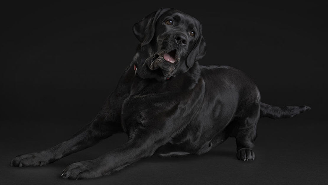 PPD senior