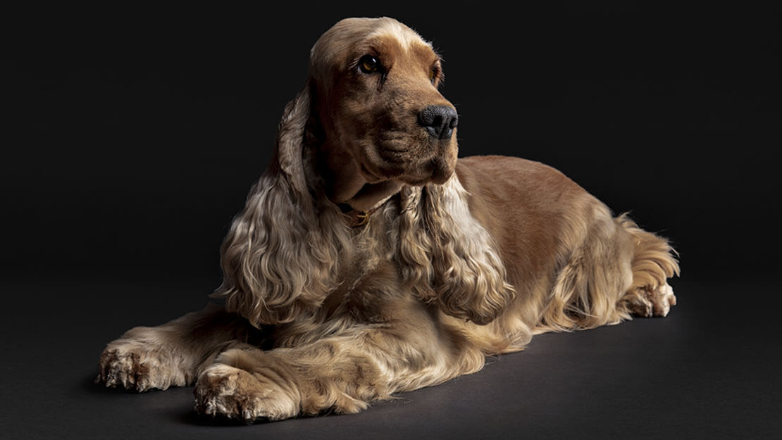 PPD spaniel