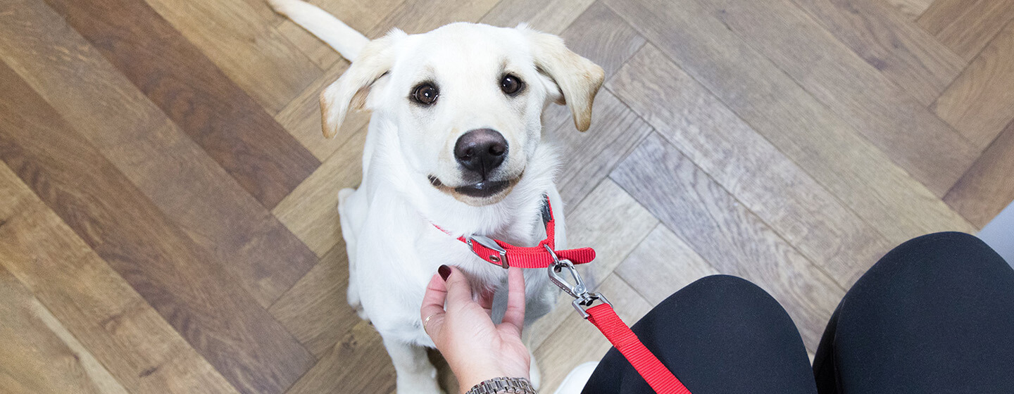 Šuniukas, ieškantis šeimininko veterinarijos gydytojo laukiamajame