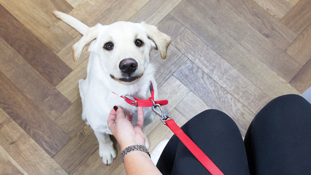 Šuniukas, ieškantis šeimininko veterinarijos gydytojo laukiamajame