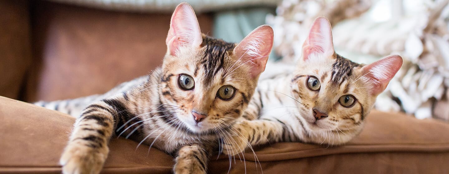 du bengalijos kačiukai guli kartu