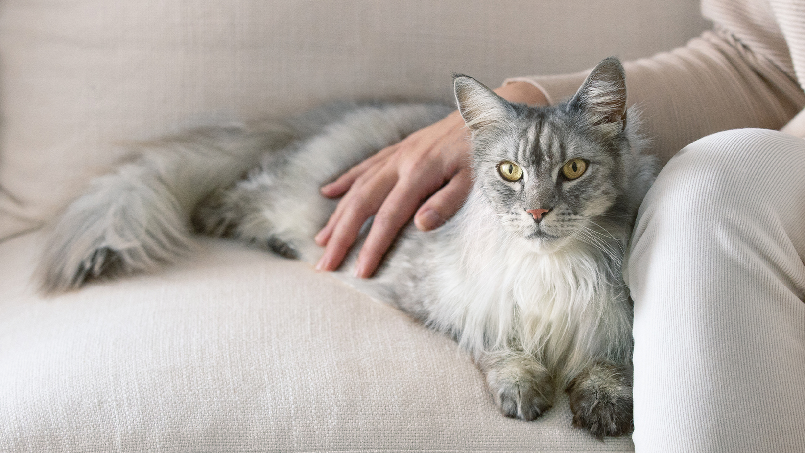 Ilgaplaukė pilka katė, gulinti ant sofos, šeimininko ranka uždėta jai ant nugaros