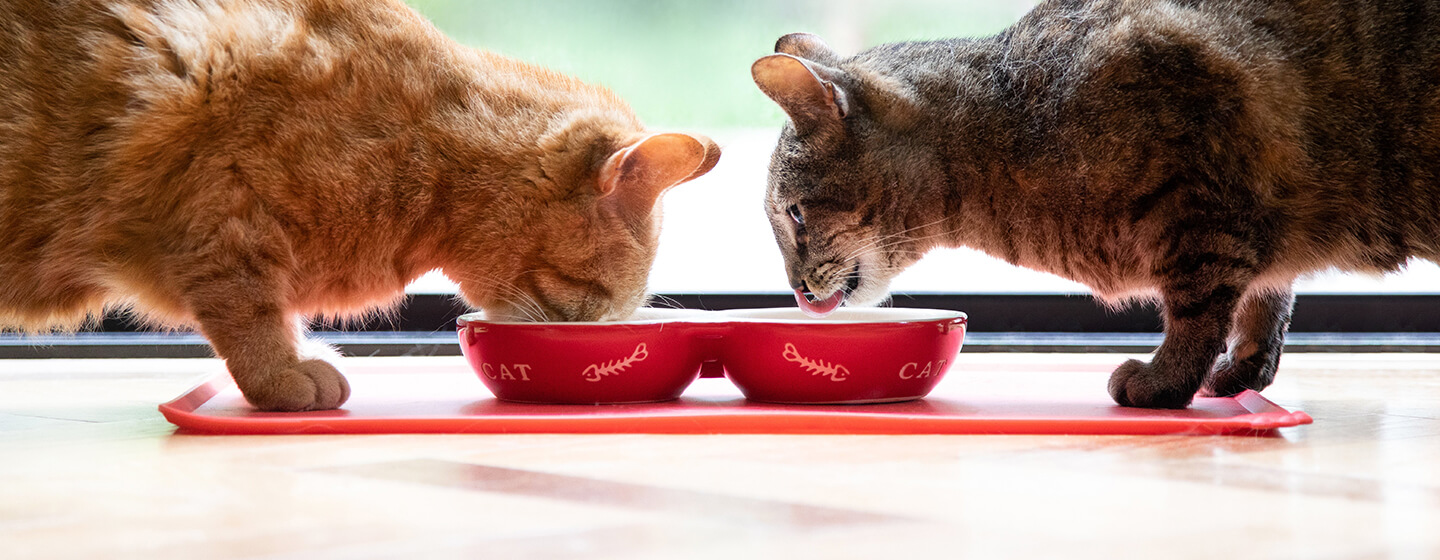 Dvi katės geria pieną iš dubenėlių