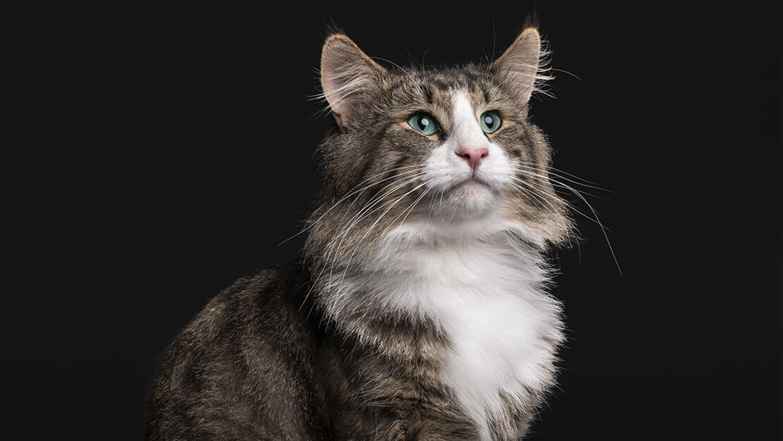 PPC maine coon