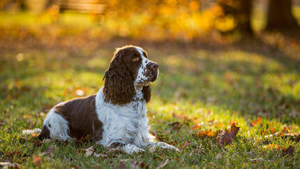 Anglų springerio spanielis Zitting on Grass im Otumn