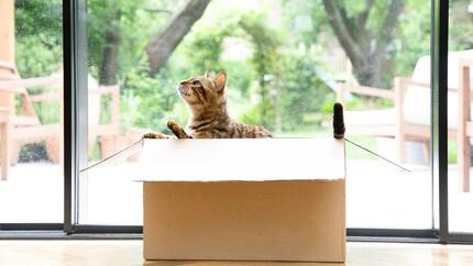 Bengalijos katė sėdi judančioje dėžėje