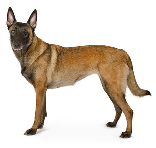 Malinua (Belgų Aviganis)