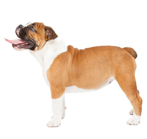 Buldogas