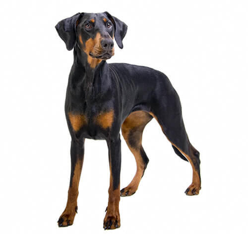 Dobermanas