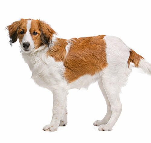 Mažasis Olandų Spanielis