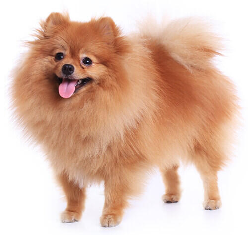 Pomeranijos Špicas