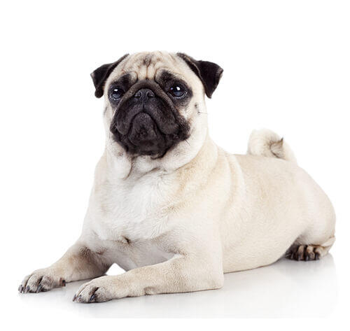 Mopsas