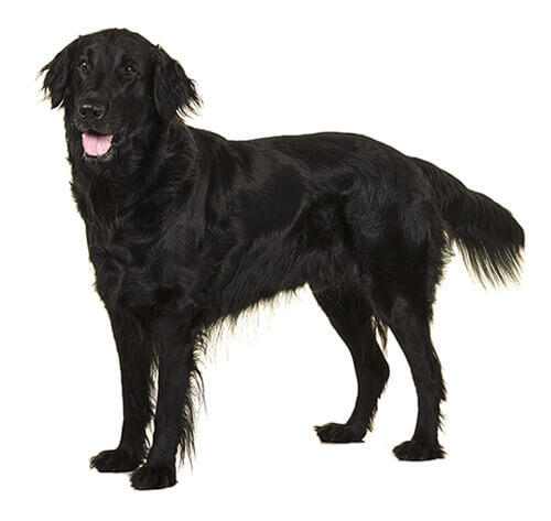 Lygiaplaukis Retriveris